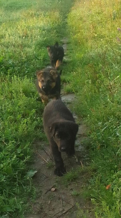 Прощаються цуценята німецької вівчарки