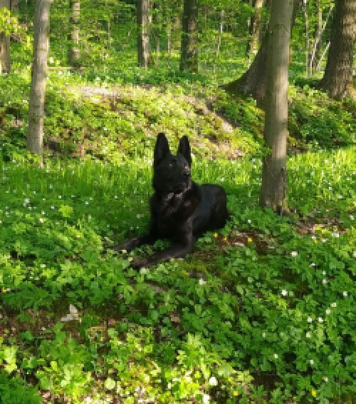 Прощаються цуценята німецької вівчарки фото 2