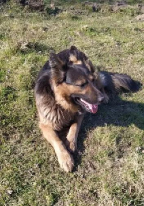 Прощаються цуценята німецької вівчарки фото 3