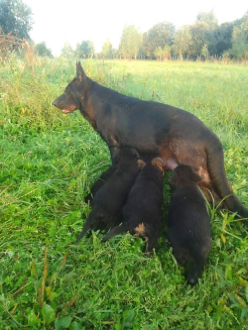 Прощаються цуценята німецької вівчарки фото 4