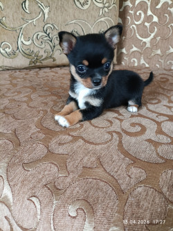 Хлопчик чихуахуа