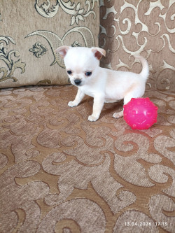 Дівчинка чихуахуа