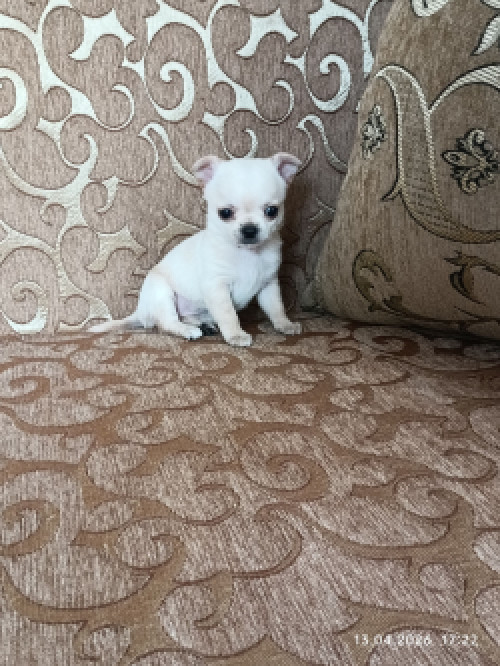 Дівчинка чихуахуа фото 2