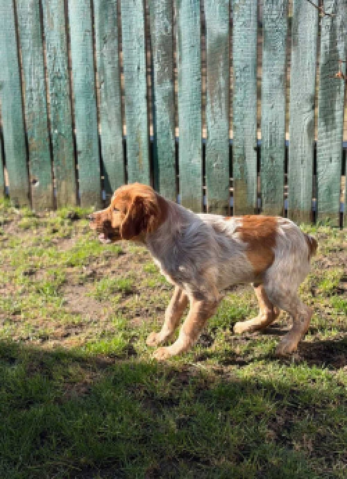 БРИТОНСЬКИЙ СПАНІЕЛЬ 