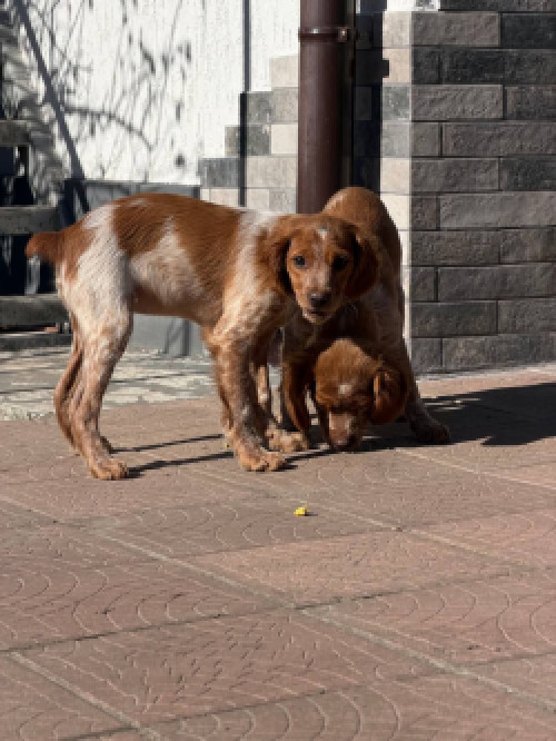 БРИТОНСЬКИЙ СПАНІЕЛЬ фото 2