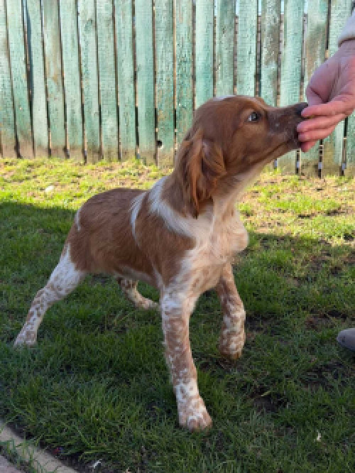 БРИТОНСЬКИЙ СПАНІЕЛЬ фото 3