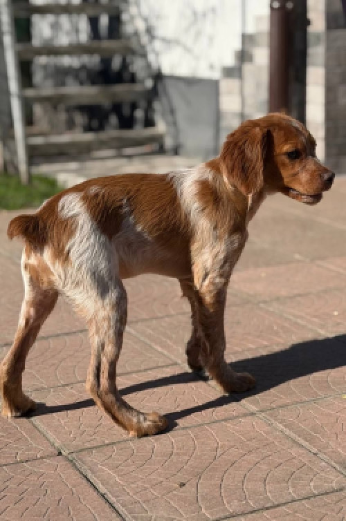 БРИТОНСЬКИЙ СПАНІЕЛЬ фото 4