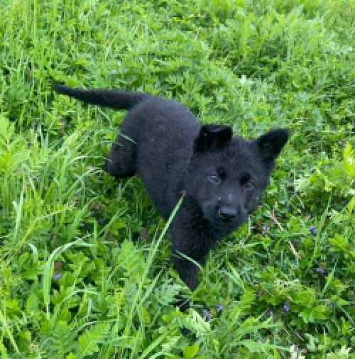 Продаються цуценята німецької вівчарки 