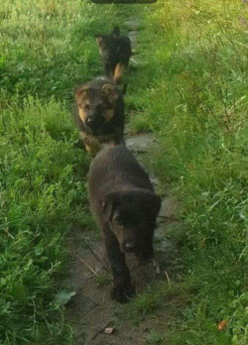 Продаються цуценята німецької вівчарки фото 2