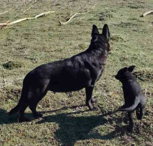 Продаються цуценята німецької вівчарки фото 3