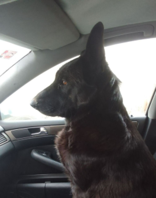 Продаються цуценята німецької вівчарки фото 5