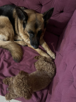 Перетримка котиків та собак