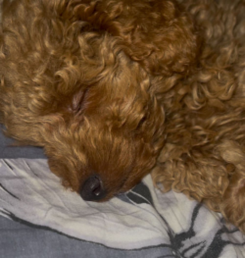 Перетримка собачок та котиків 