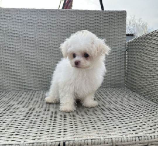 Продам хлопчика Мальтіпу міні 