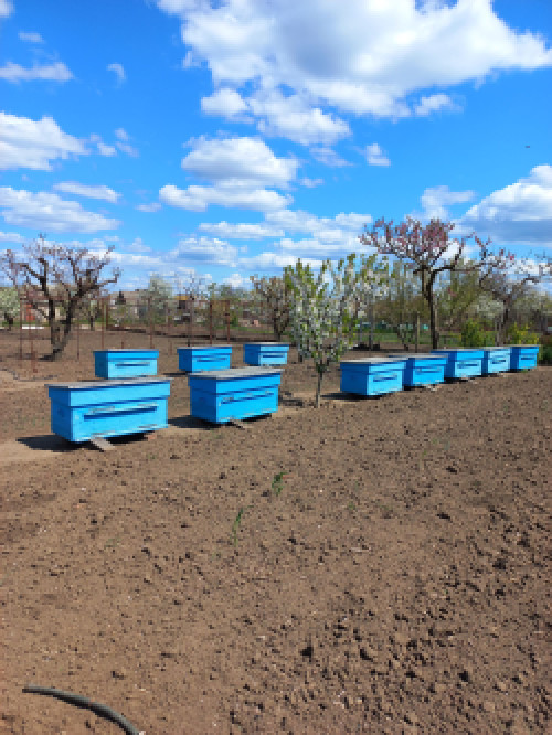 Продаю бджіл, 5 сімей в гарному стані 