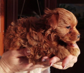 Мальтипу F2 МІНІ (2-2,5 кг)Хлопець 3 Місяці