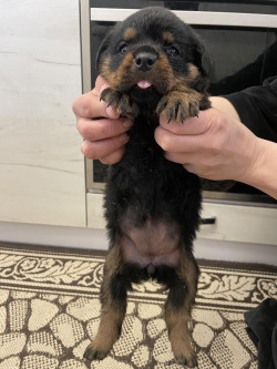 Цуценя ротвейлера