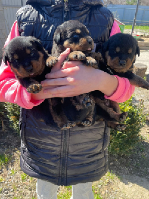 Цуценя ротвейлера фото 2