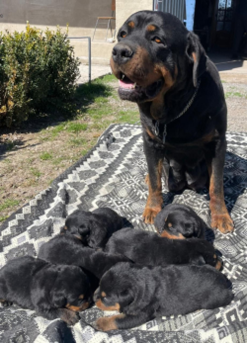 Цуценя ротвейлера фото 3