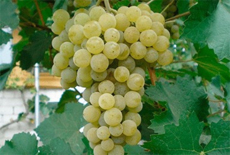 Продам виноград сорта первенец белого магорача 