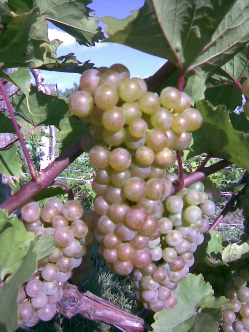 Продам виноград сорта первенец белого магорача фото 2